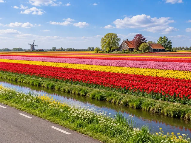Photo 5 sur 8 – Keukenhof – Le grand jardin des tulipes